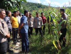 Kapolres Konawe Cek Lahan Jagung 1,5 Hektare, Dorong Ketahanan Pangan di Abuki