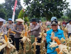 Polres Konawe Gelar Panen Raya Jagung, Dukung Ketahanan Pangan Nasional