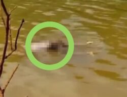 Jasad Pria Tanpa Identitas Ditemukan Mengapung di Sungai Konut, Kondisi Tubuh Tak Utuh