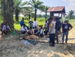 Ritual Adat Mosehe Digelar di Perkebunan PT SJAP, Polres Konawe Dorong Penyelesaian Perselisihan Secara Damai