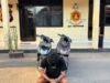 Polres Konawe Ungkap Dua Kasus Curanmor, Seorang Terduga Pelaku Diamankan