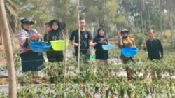 Dari Pekarangan ke Lahan 1.500 Meter Persegi, Petani Binaan ANTAM di Konut Panen 110 Kilogram Cabai