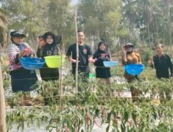 Dari Pekarangan ke Lahan 1.500 Meter Persegi, Petani Binaan ANTAM di Konut Panen 110 Kilogram Cabai