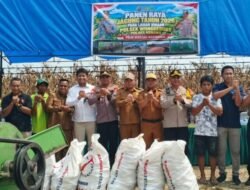 Polsek Wonggeduku dan Petani Panen Raya Jagung di Lahan 20 Hektare, Dukung Ketahanan Pangan Nasional